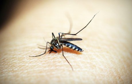 כיצד נפטרים מיתושים? הנה כל מה שאתם צריכים לדעת לפני שתשימו סוף לבעיה